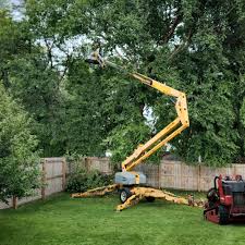 How Our Tree Care Process Works  in Reisterstown, MD